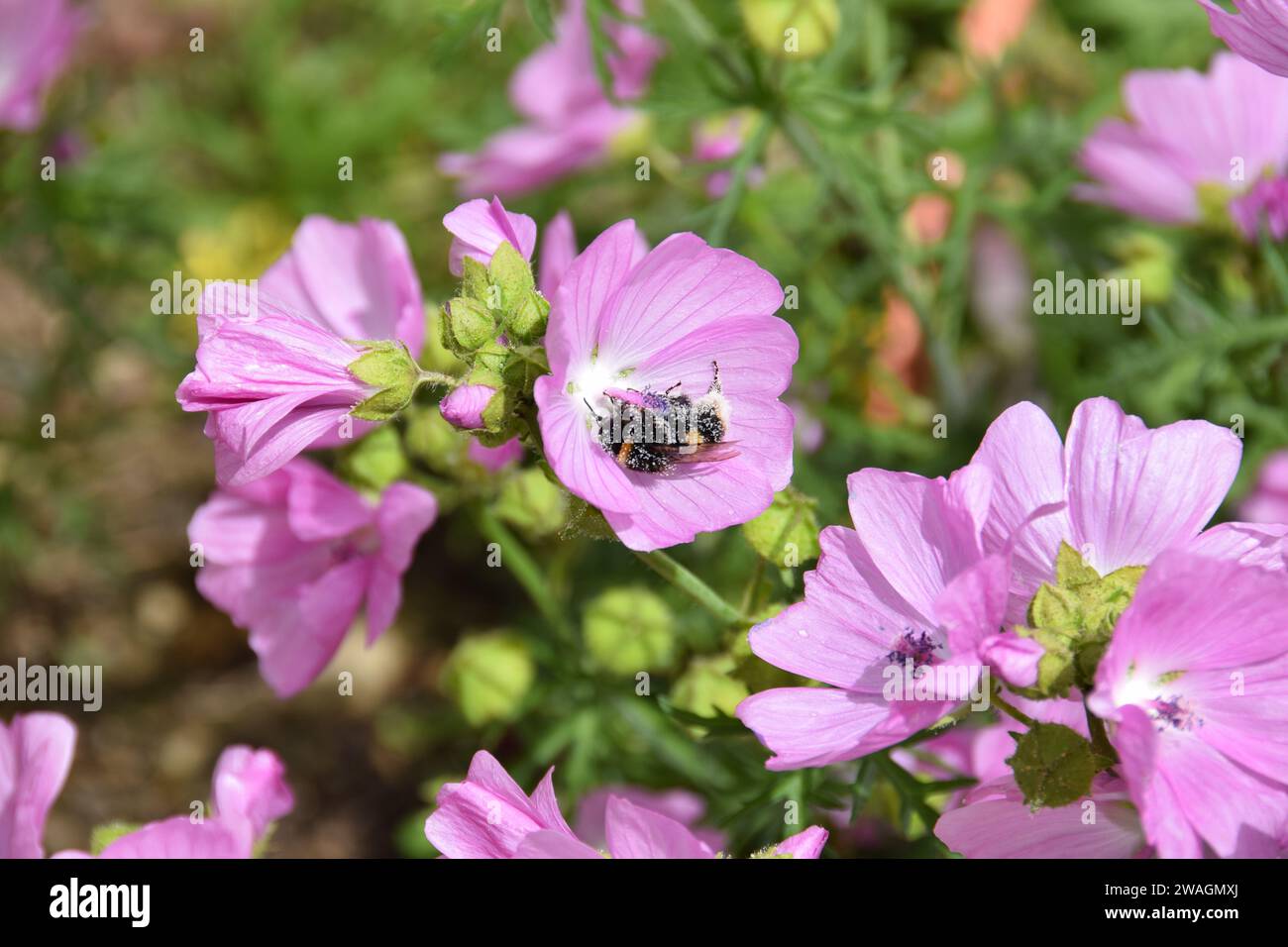 Bumble bee dalla coda bianca che raccoglie il polline da una Musk Mallow Foto Stock