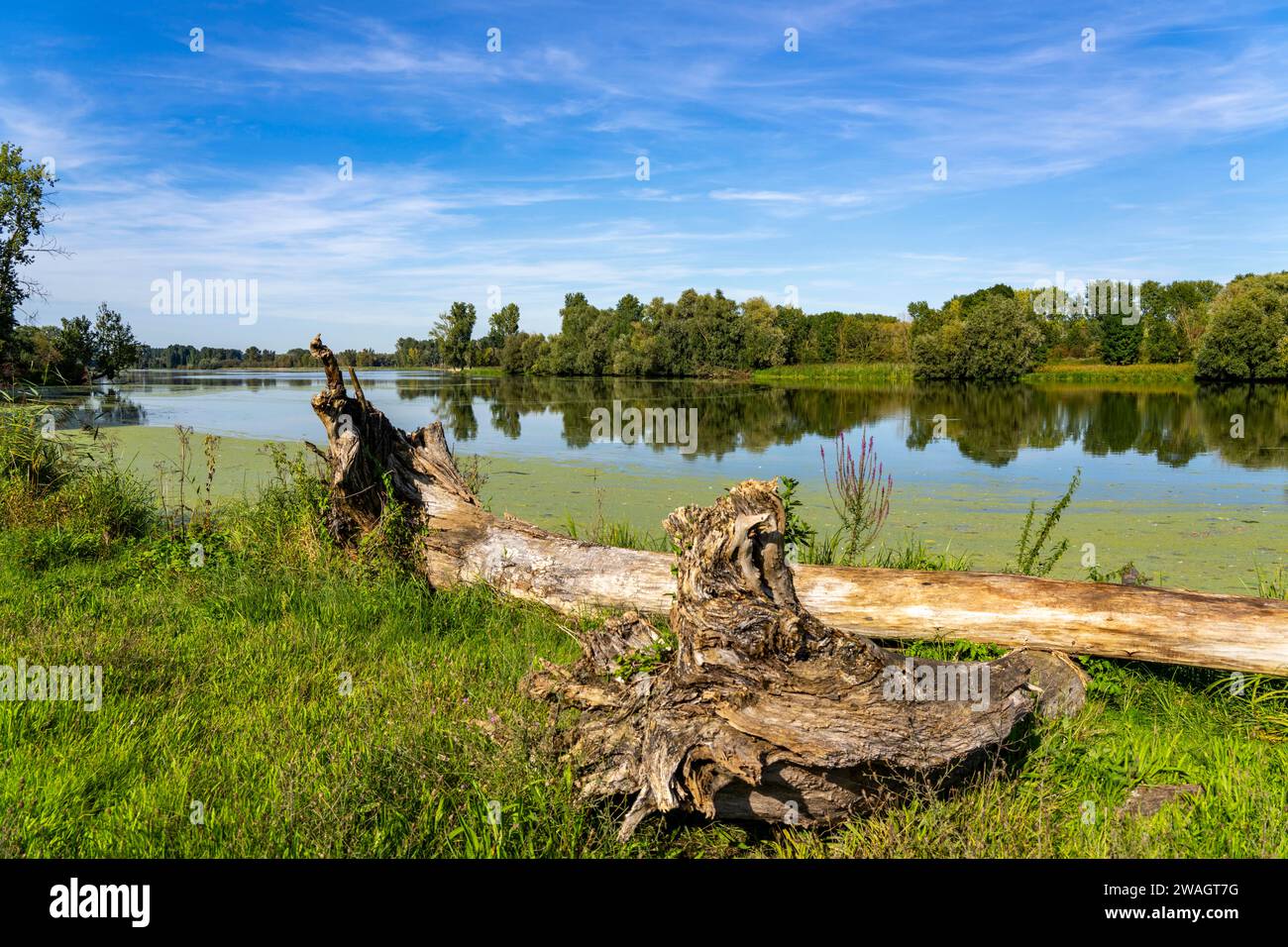 Riserva naturale di Bislicher Insel, vicino a Xanten sul basso Reno, paesaggio alluvionale, vecchio braccio del Reno, habitat protetto per molti speci animali e vegetali Foto Stock