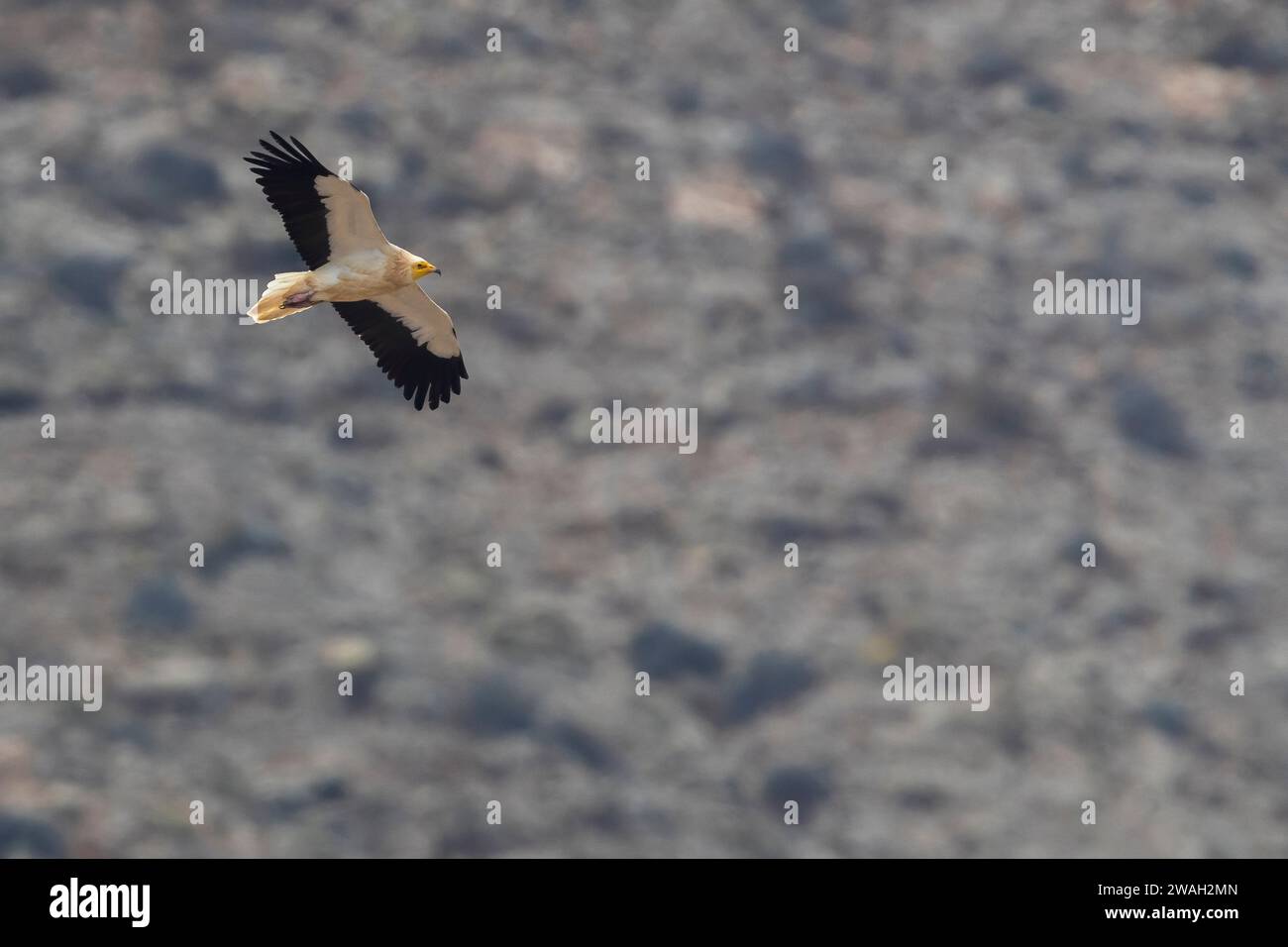 Avvoltoio egiziano, avvoltoio scavenger bianco, pollo del faraone (Neophron percnopterus), in volo vertiginoso, vista laterale, Isole Canarie, Fuerteventura Foto Stock