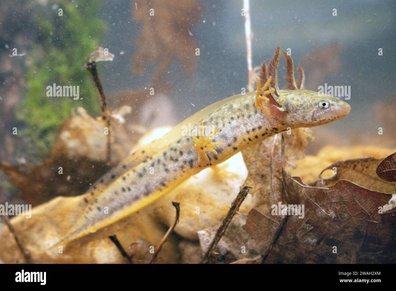 warty newt, crested newt, European Crested newt (Triturus cristatus), anfibia larva, sott'acqua, Francia, le Mans Foto Stock