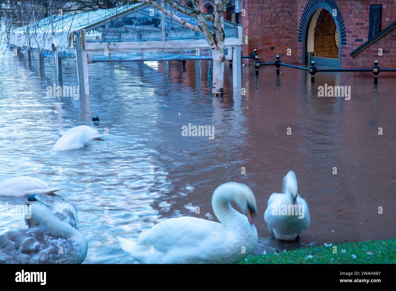 Worcester, Worcestershire, Regno Unito-03 gennaio 2024: Gravi inondazioni causate da recenti piogge invernali, tempeste e alti livelli d'acqua fluviale, alberi sommersi e campi Foto Stock