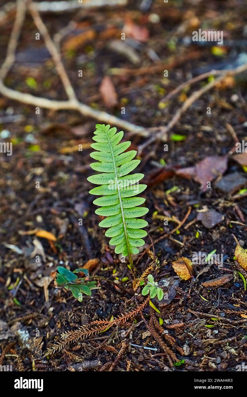 Piccole piante di felce che emergono dal suolo Foto Stock