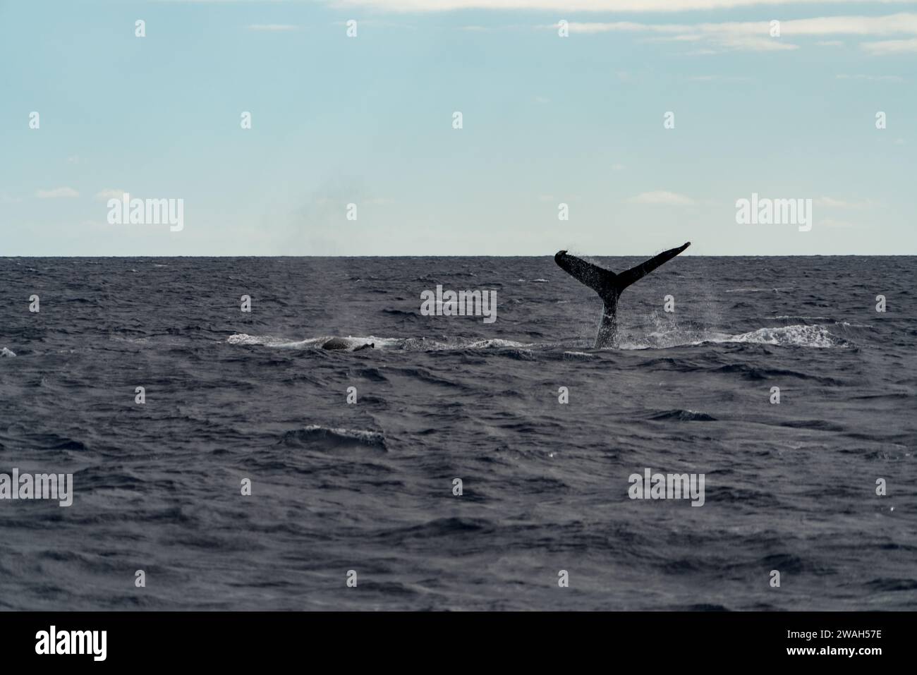 Coda di balena megattere vista sullo sfondo costiero di Maui Foto Stock