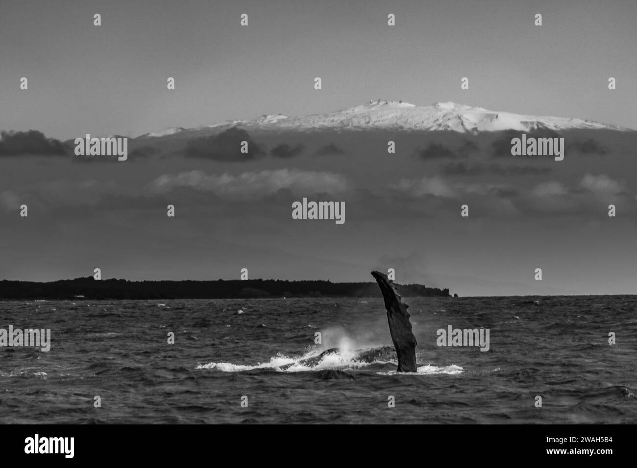 Maestosa coda di balena con sfondo montano innevato Foto Stock