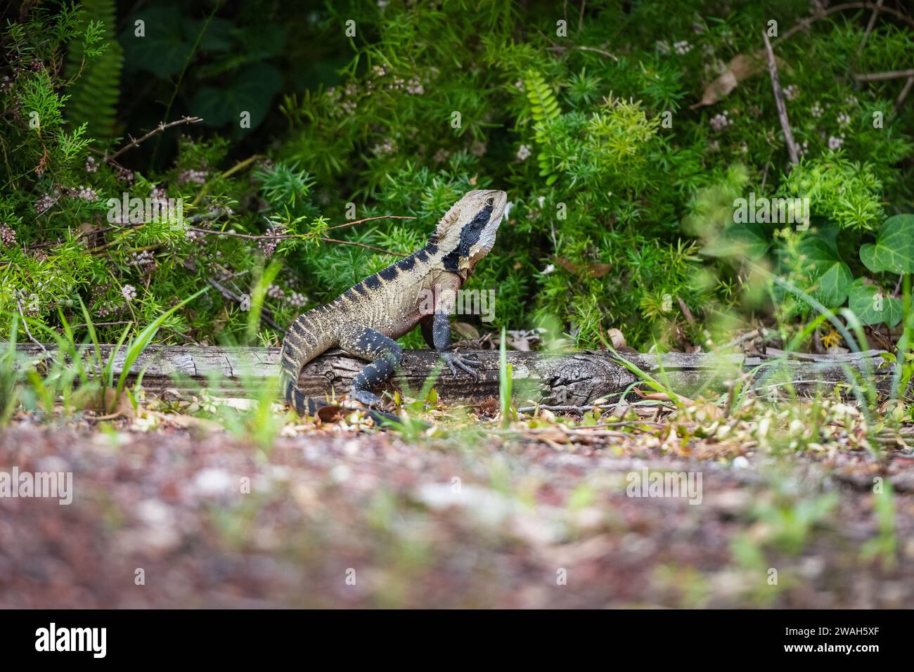 Ritratto del drago d'acqua australiano (Intellagama lesueurii) nel suo habitat naturale. Foto Stock