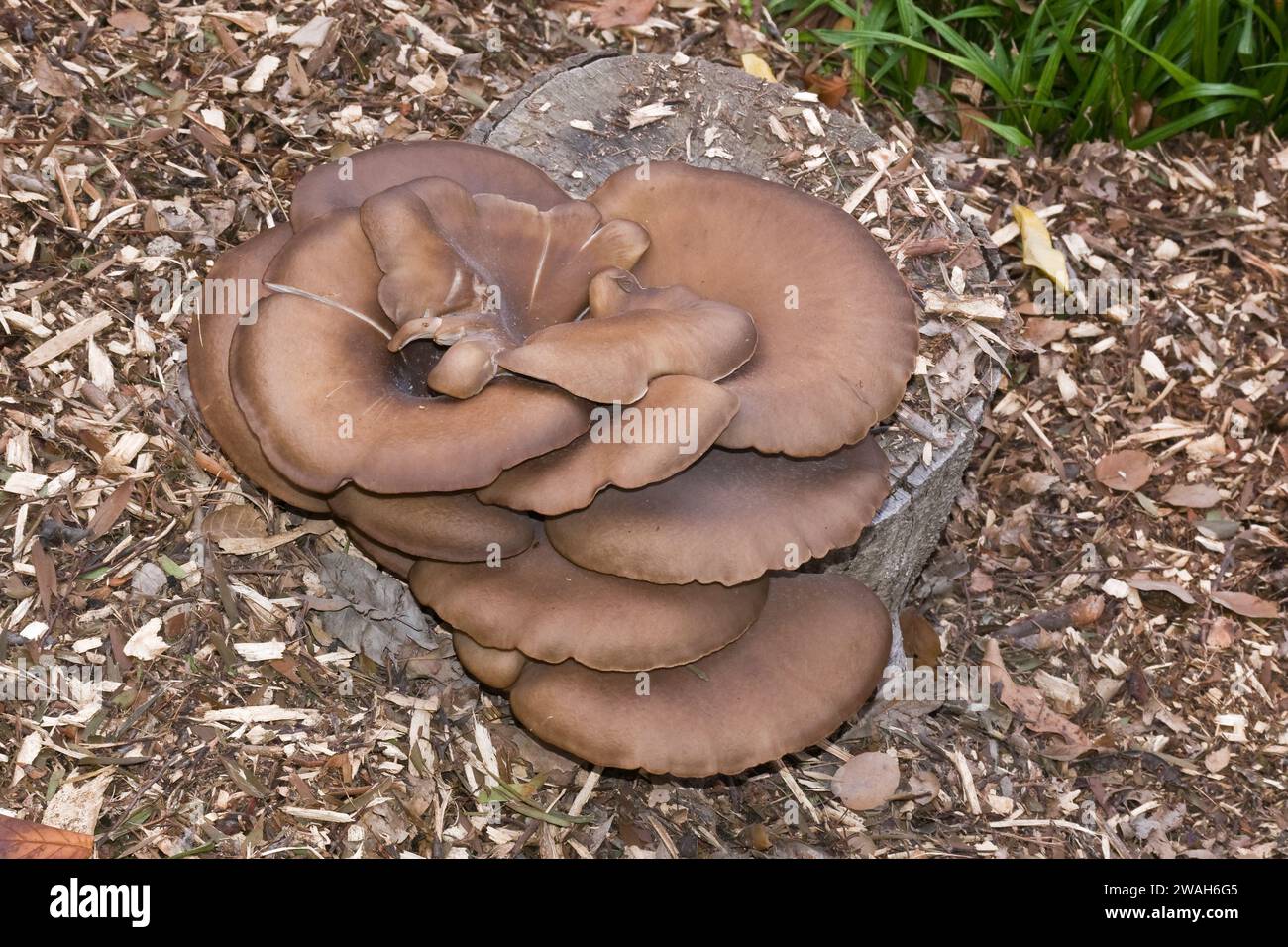 immagine ravvicinata di un gruppo di giganti funghi marroni coltivati all'aperto su un pezzo di ceppo di alberi in un giardino Foto Stock