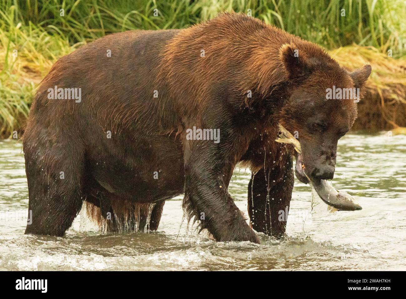 Un grande orso Grizzly che afferra un salmone tra i denti. Foto Stock