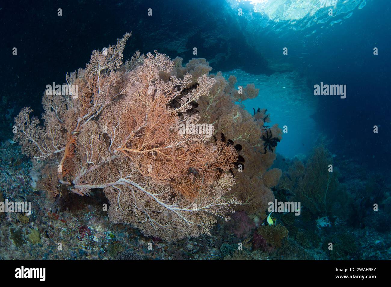 Grandi gorgonie colorate prosperano su una barriera corallina poco profonda e spazzata dalla corrente a Raja Ampat, Indonesia. Questa regione sostiene un'elevata biodiversità marina. Foto Stock