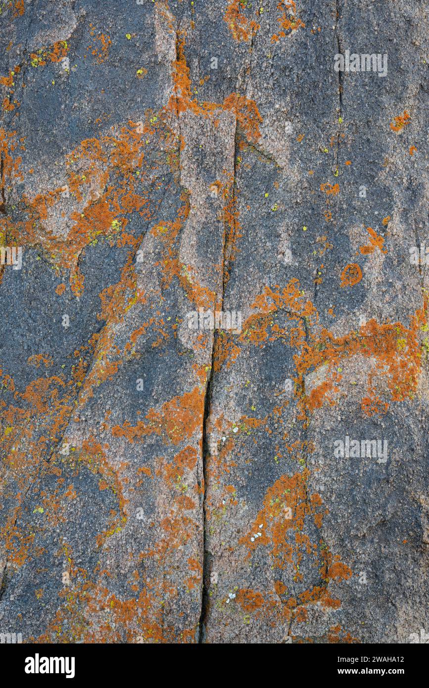 Lichen on rock, Alabama Hills Recreation area, Sierra Nevada Mountains orientali, California. Foto Stock