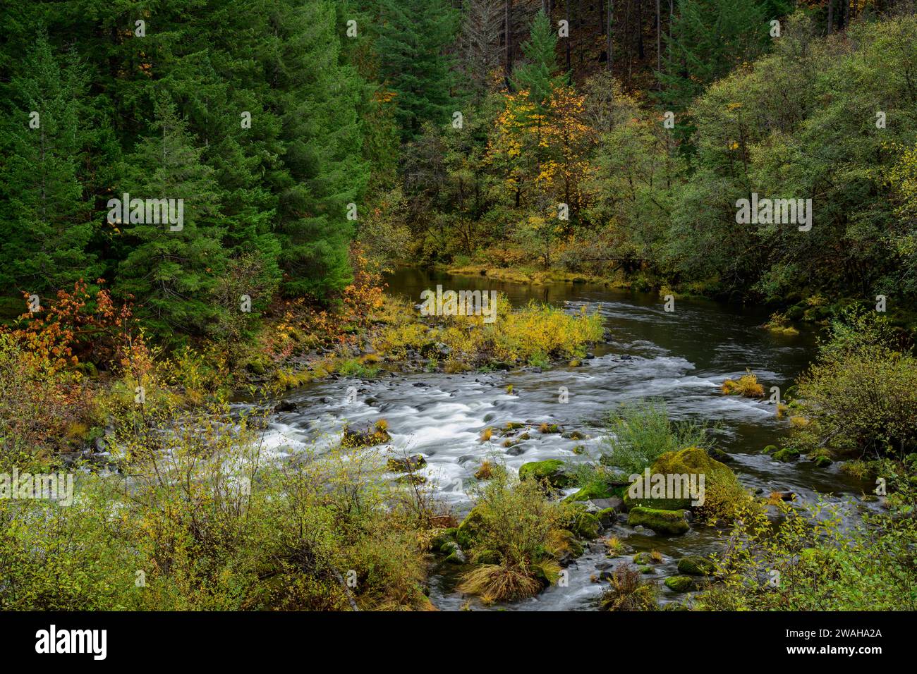 North Fork Middle Fork del fiume Willamette; Willamette National Forest, Oregon. Foto Stock