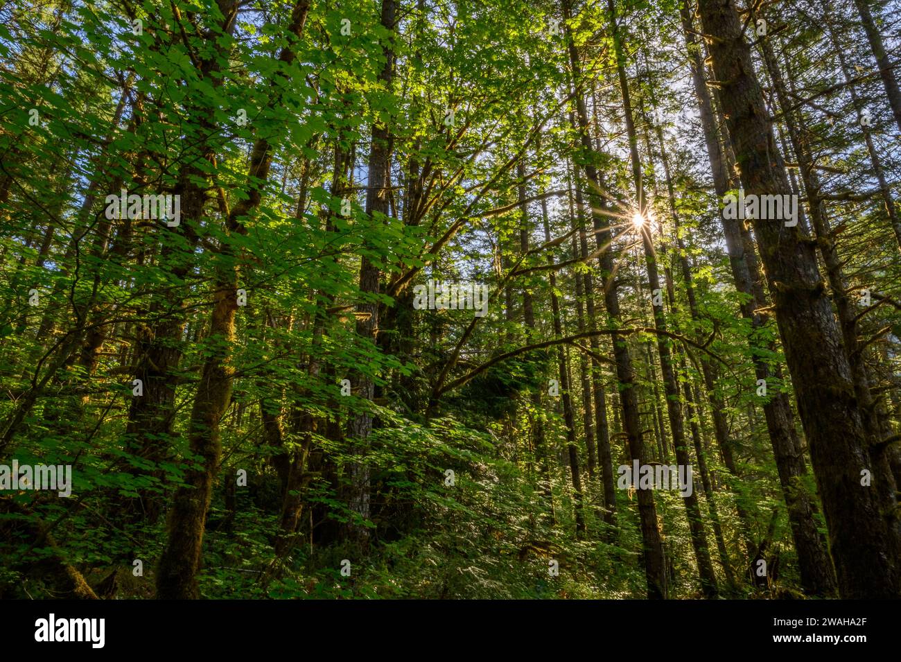 Alberi e stella del sole; North Fork Middle Fork del Willamette River Trail, Cascade Mountains, Oregon. Foto Stock
