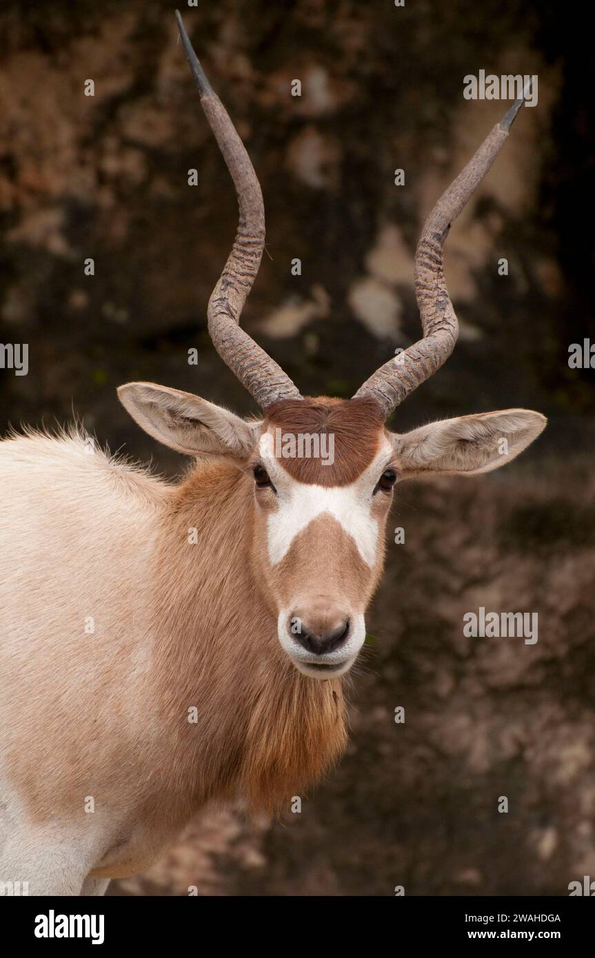 Antelope, Gladys Porter Zoo, Brownsville, Texas Foto Stock