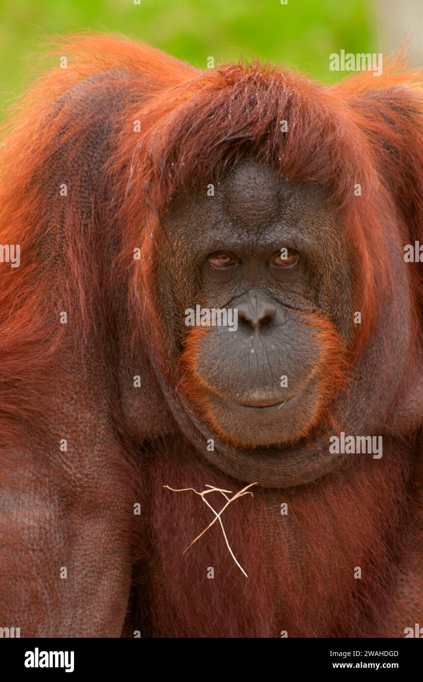 Orangutan, Gladys Porter Zoo, Brownsville, Texas Foto Stock