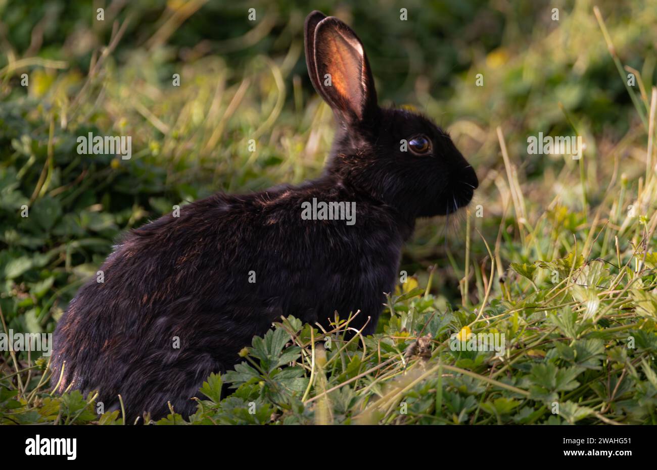 coniglio nero nascosto nell'erba Foto Stock