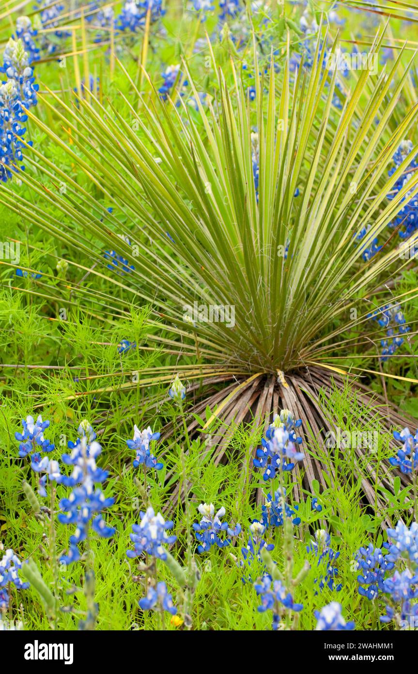 Texas bluebonnet con yucca, Inchiostri Lake State Park, Texas Foto Stock