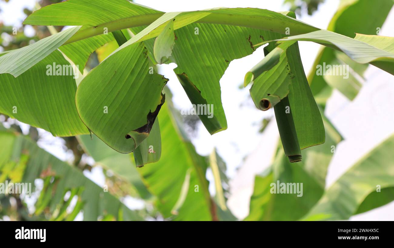 Pupa di rullo di foglie di banana (Erionota thrax) ferito sulla foglia di banana Foto Stock