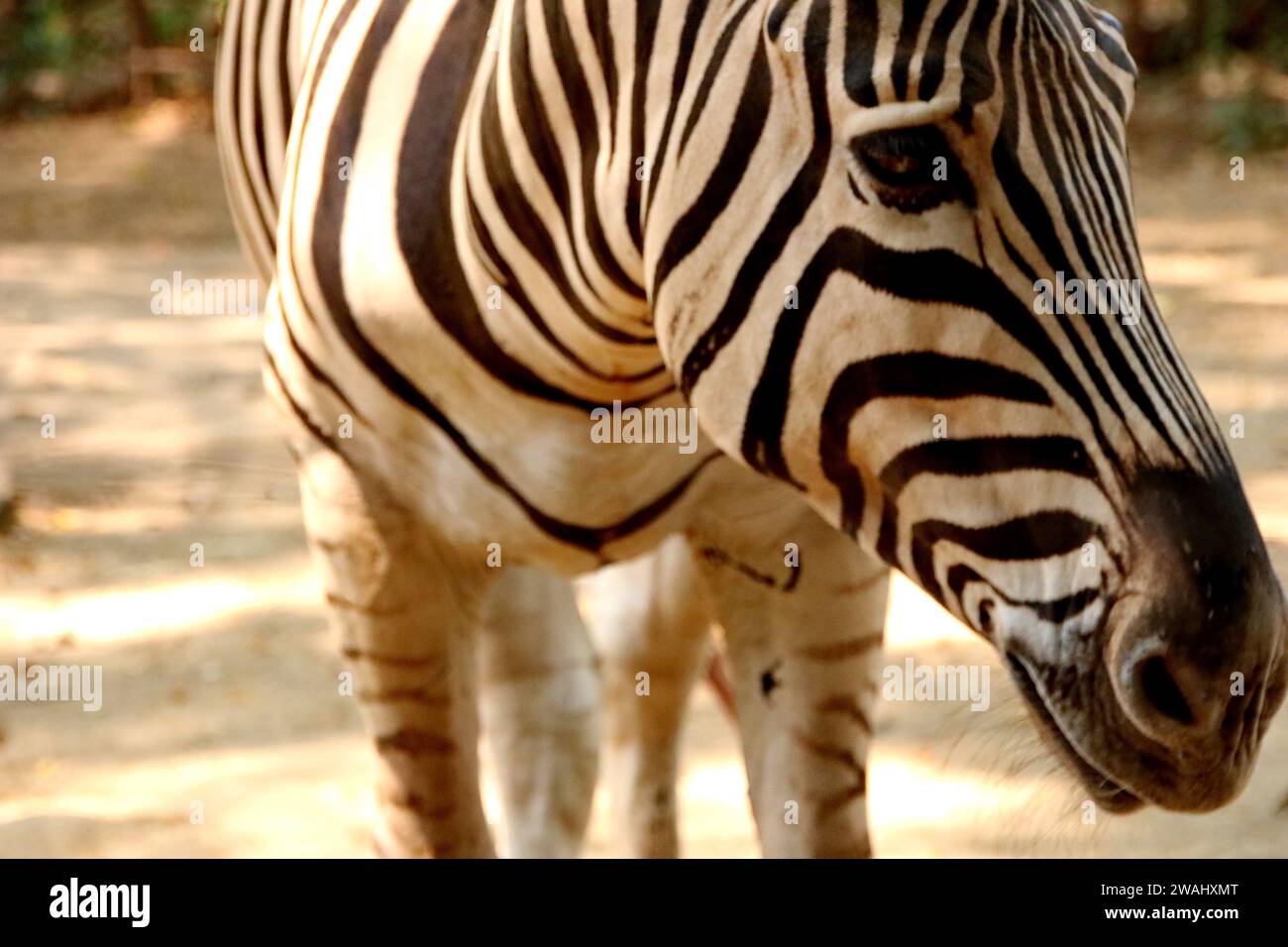 Ritratto di zebre nello zoo. Bell'esemplare di zebra preso in un grande giardino zoologico Foto Stock