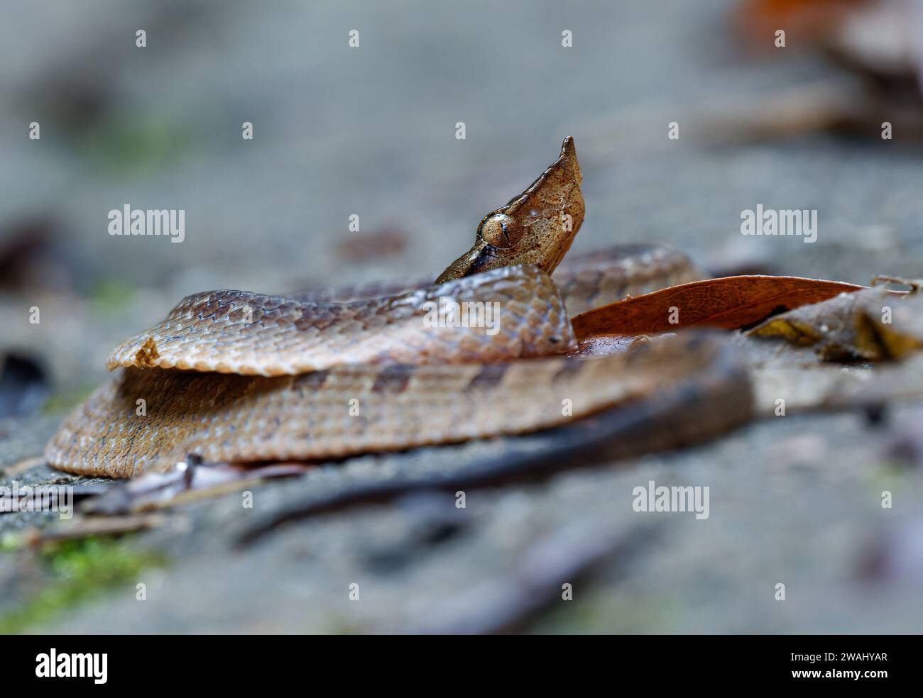 Pit viper (Hypnale zara), nelle pianure, serpente marrone velenoso endemico dello Sri Lanka, distinto dall'Hypnale nepa per il corpo variamente colorato Foto Stock
