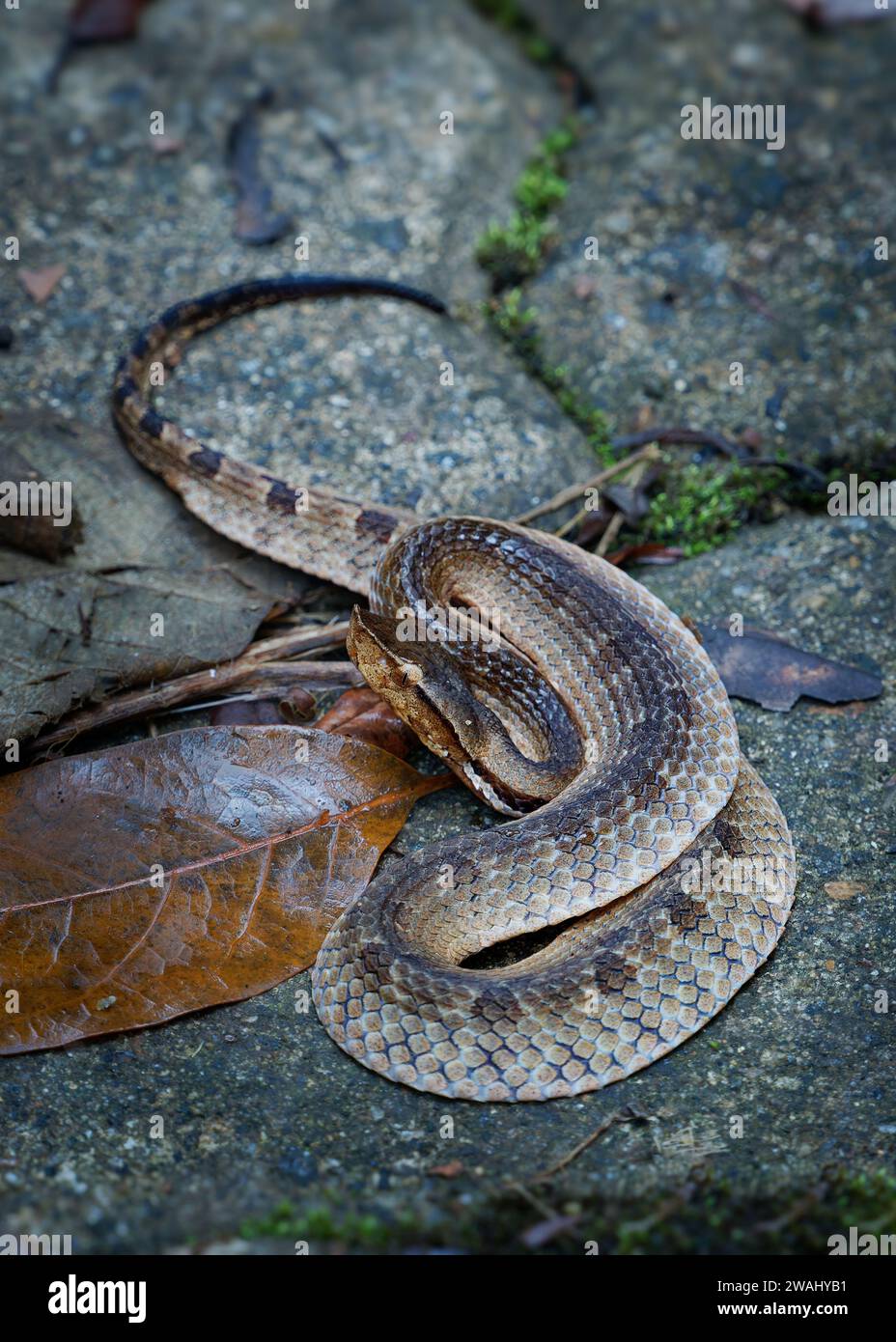 Pit viper (Hypnale zara), nelle pianure, serpente marrone velenoso endemico dello Sri Lanka, distinto dall'Hypnale nepa per il corpo variamente colorato Foto Stock