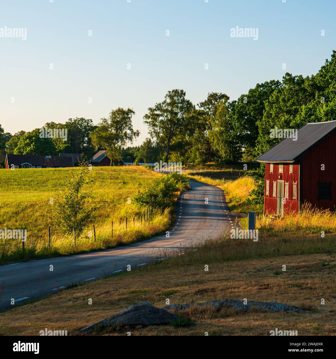 Strada di campagna nel sud della Svezia vicino a Vittsjö, con una casa rossa e campi verdi, sole nel tardo pomeriggio, alberi, cielo blu, erba secca. Foto Stock