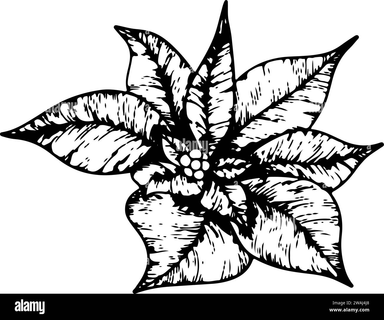 Fiori di Poinsettia, fiore di stella invernale. Elemento artistico della linea botanica. grafica dell'inchiostro. Illustrazione dipinta a mano per il saluto di Natale o Capodanno Illustrazione Vettoriale