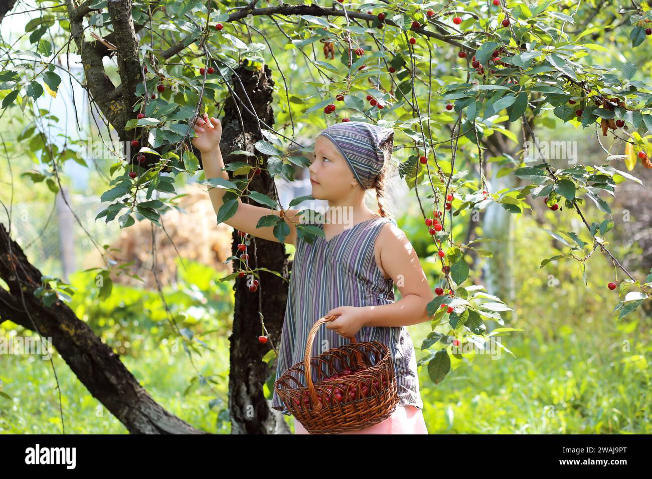 Una bella ragazza dagli occhi azzurri con trecce raccoglie ciliegie in un cesto in giardino. Raccolta di ciliegie. Agricoltura biologica Foto Stock