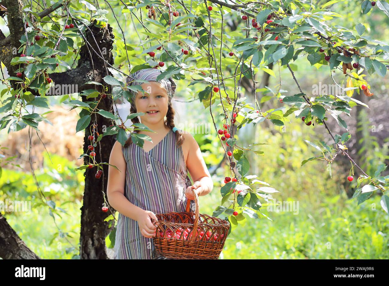 Una bella ragazza dagli occhi azzurri con trecce raccoglie ciliegie in un cesto in giardino. Raccolta di ciliegie. Agricoltura biologica Foto Stock