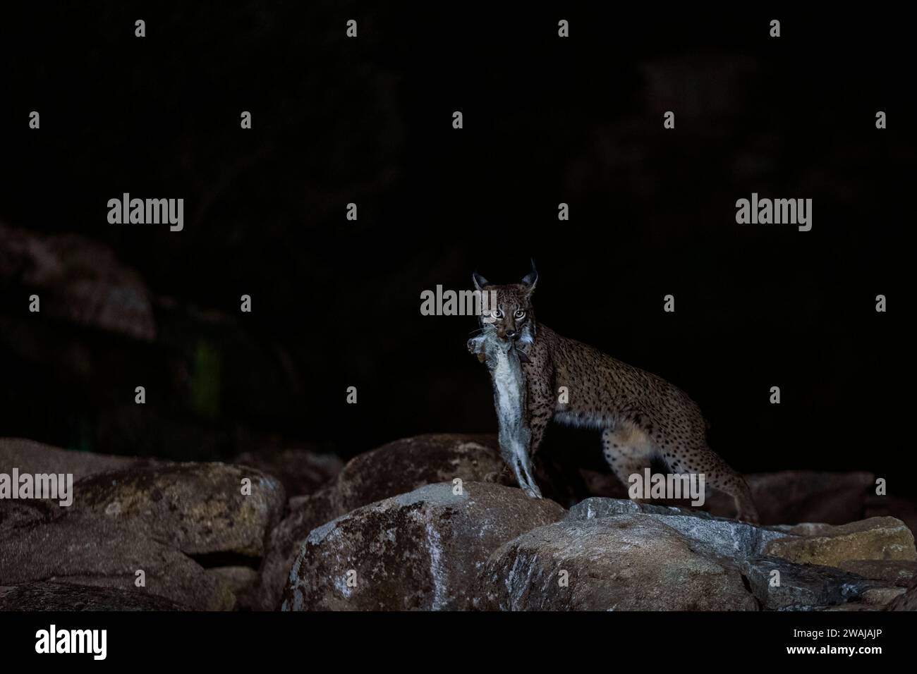 Un abile Lynx iberico trasporta le sue catture attraverso le rocce di notte, esemplificando le abilità di sopravvivenza di questo sfuggente predatore Foto Stock