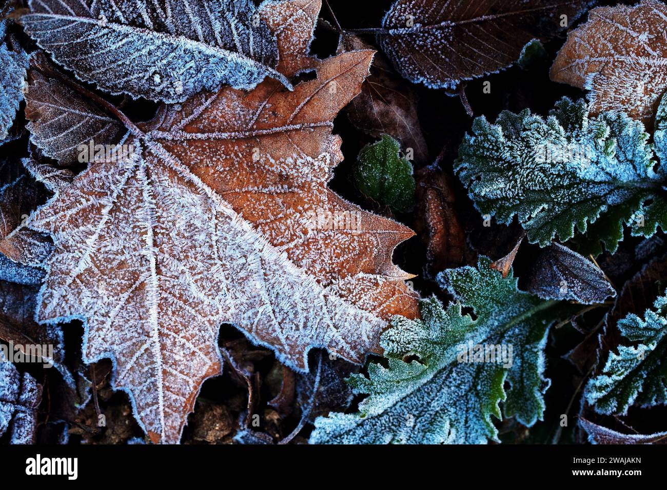 Primo piano di foglie ghiacciate che mostrano intricati motivi di ghiaccio in una fredda giornata invernale Foto Stock