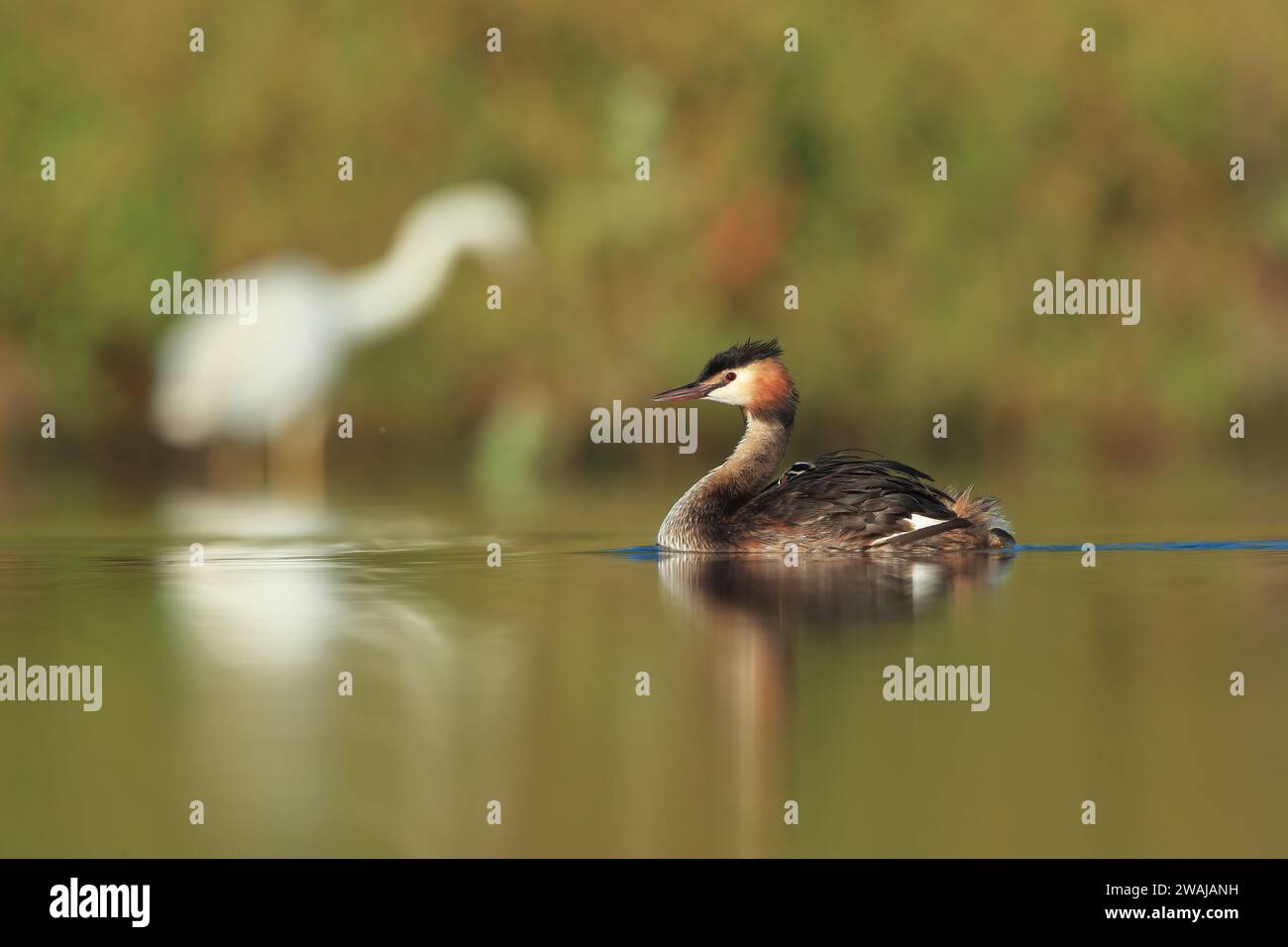 Un grande grebe crestato con i suoi giovani accoccolati sul retro, che galleggiano tranquillamente su un lago calmo con canne sullo sfondo Foto Stock