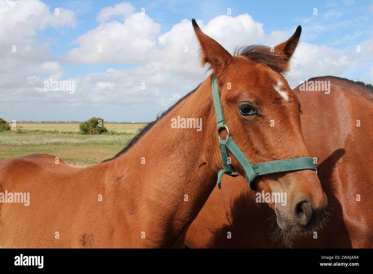 cavallo e puledro nella campagna francese Foto Stock
