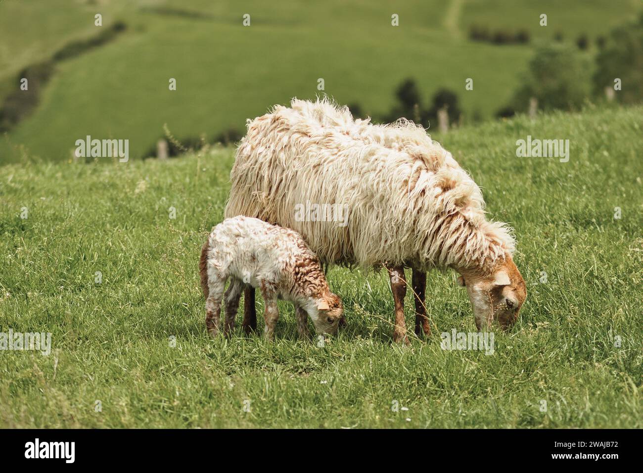 Un'immagine serena che cattura una pecora madre e il suo giovane agnello mentre pascolano sull'erba fresca di una vibrante e ondulata collina Foto Stock