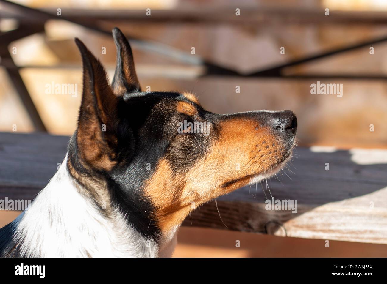 Ritratti di cani, in questo caso una razza Labrador, un altro un cane o un enologo andaluso Foto Stock