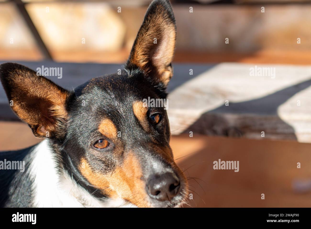 Ritratti di cani, in questo caso una razza Labrador, un altro un cane o un enologo andaluso Foto Stock