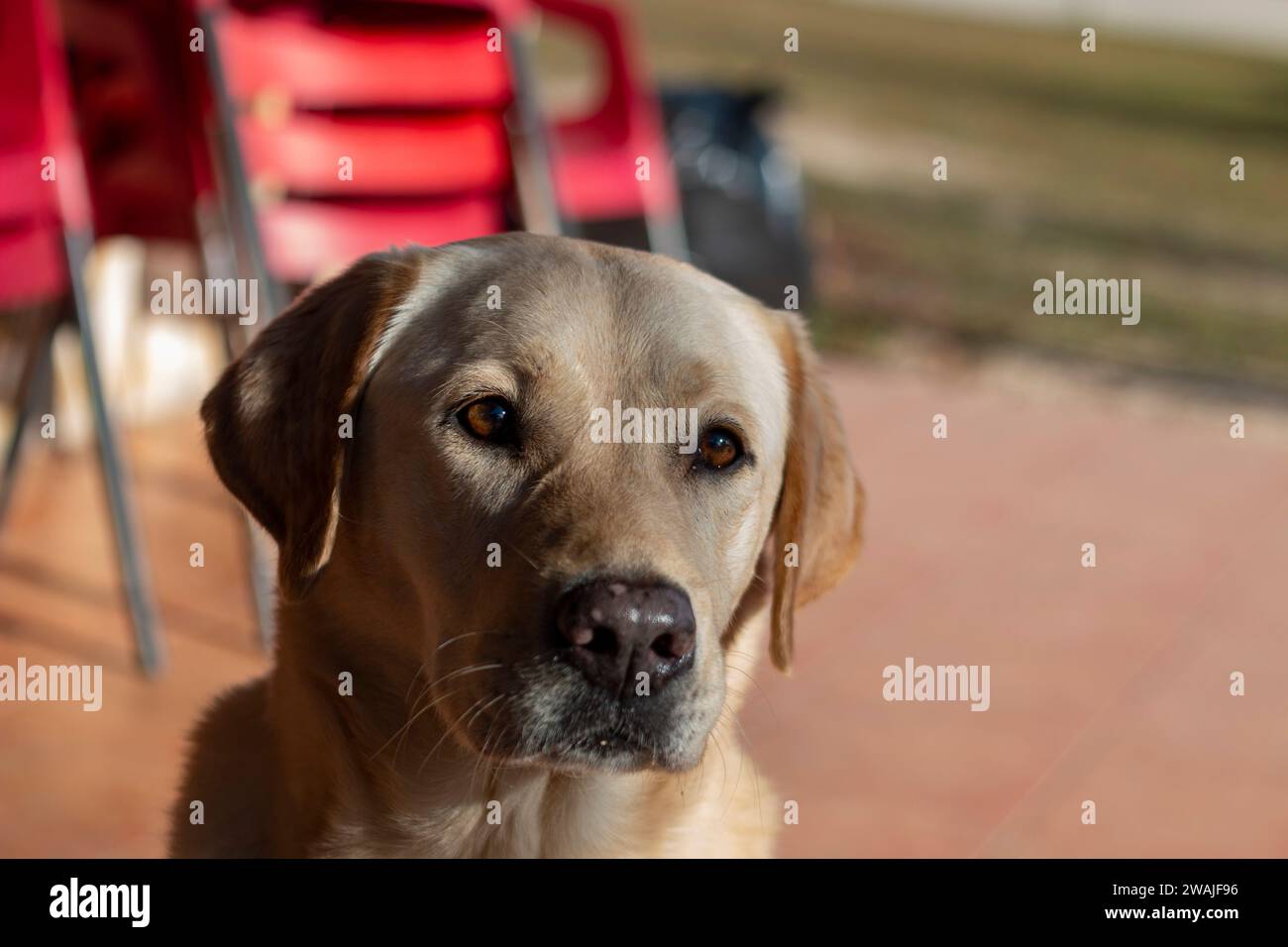 Ritratti di cani, in questo caso una razza Labrador, un altro un cane o un enologo andaluso Foto Stock