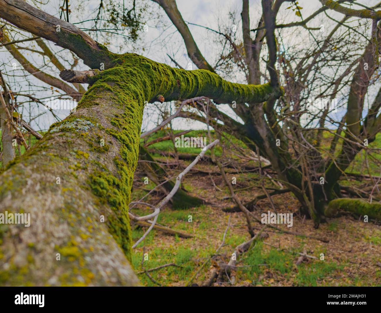 Un albero a terra, il suo tronco e i rami ricoperti da una lussureggiante coperta di muschio Foto Stock