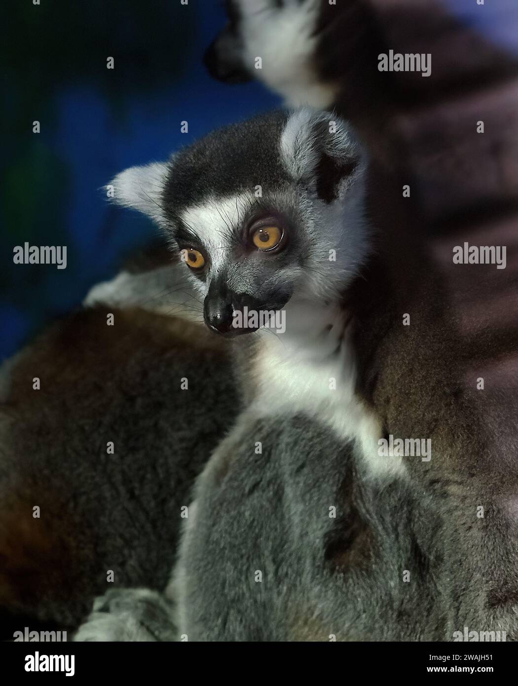 I lemuri sono primati dal naso umido della superfamiglia Lemuroidea, divisi in 8 famiglie e costituiti da 15 generi e circa 100 specie esistenti. Foto Stock