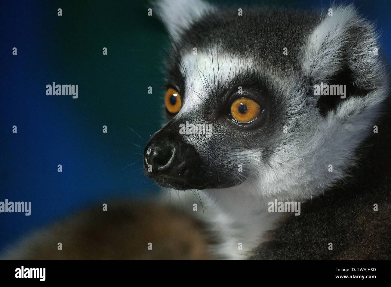 I lemuri sono primati dal naso umido della superfamiglia Lemuroidea, divisi in 8 famiglie e costituiti da 15 generi e circa 100 specie esistenti. Foto Stock