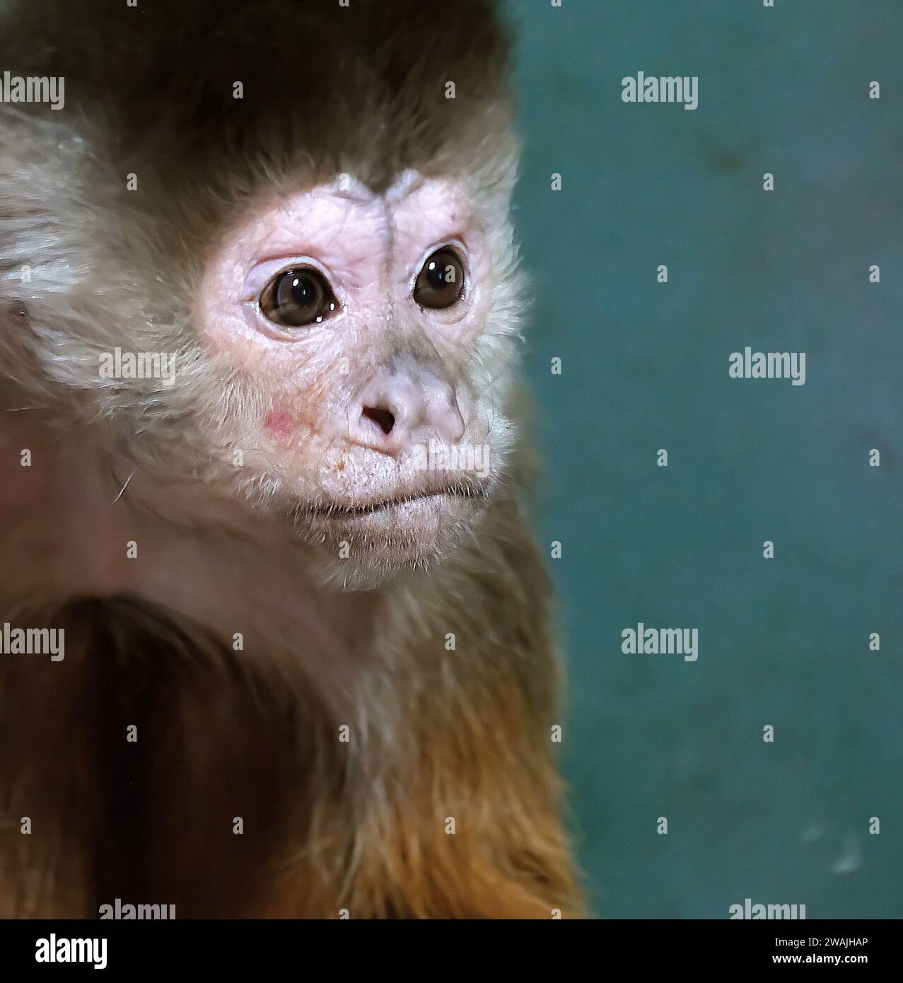 Le scimmie cappuccine sono scimmie del nuovo mondo della sottofamiglia Cebinae. Foto Stock