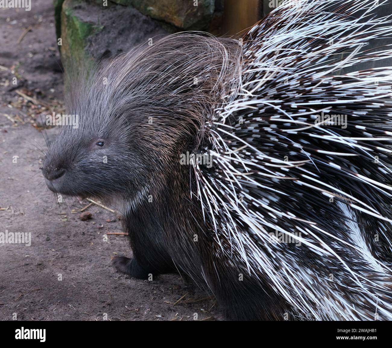 I porcospini sono grossi roditori con strati di spine affilate, o chiazze, che li proteggono dai predatori. Foto Stock