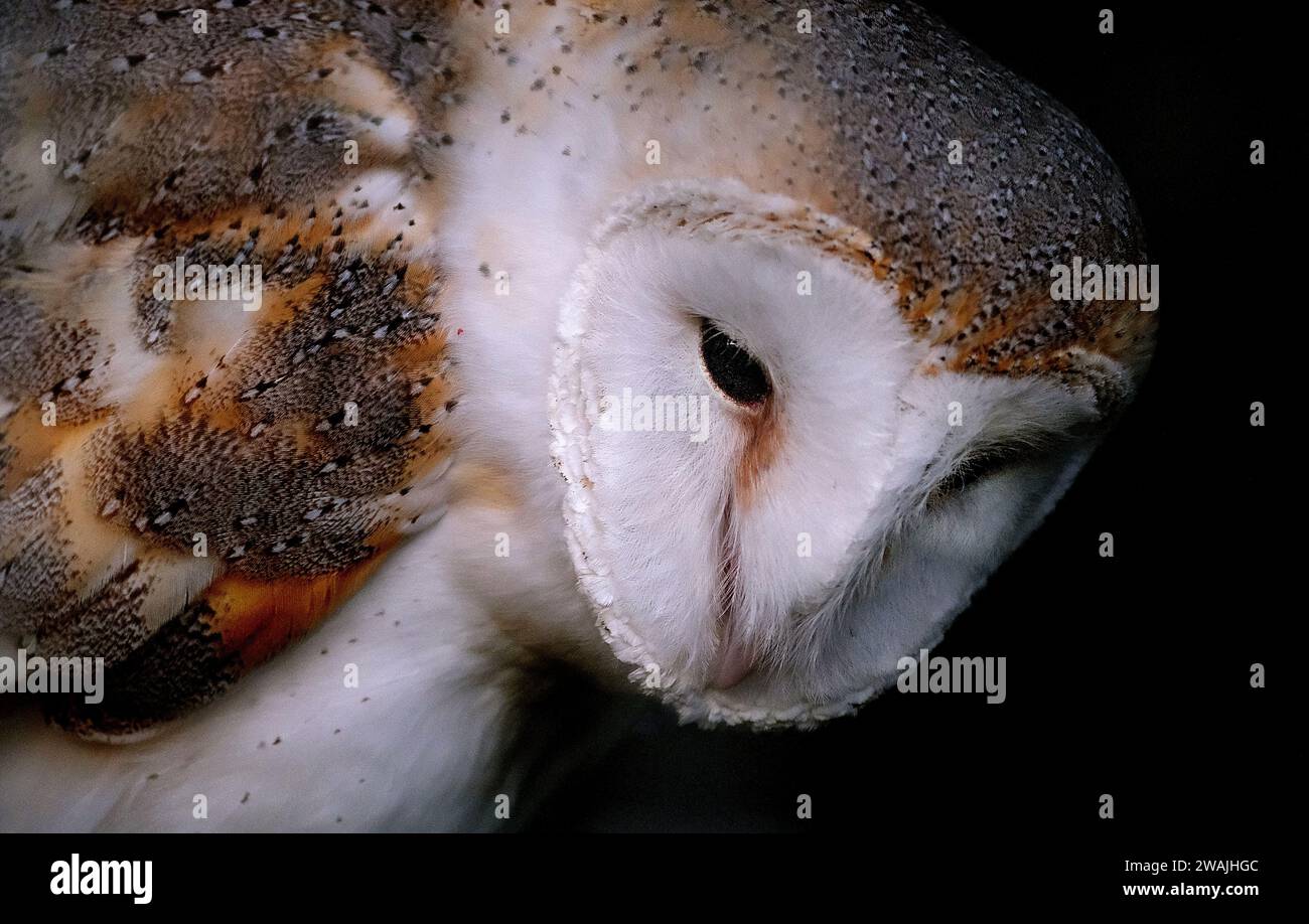 Il gufo fienile è la specie di gufo più diffusa al mondo e una delle specie di uccelli più diffuse, Foto Stock