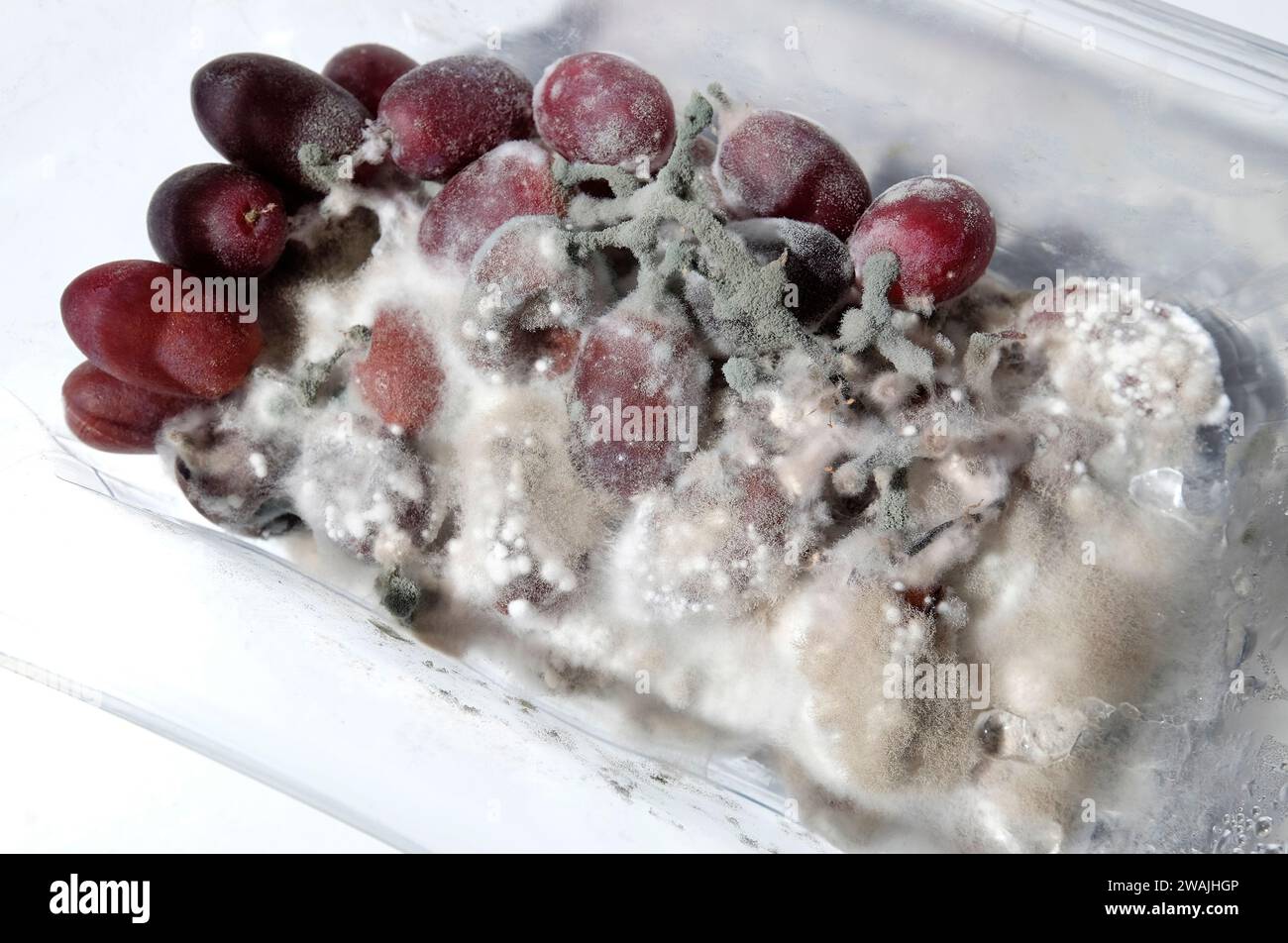 decomposizione dell'uva in contenitore di plastica Foto Stock