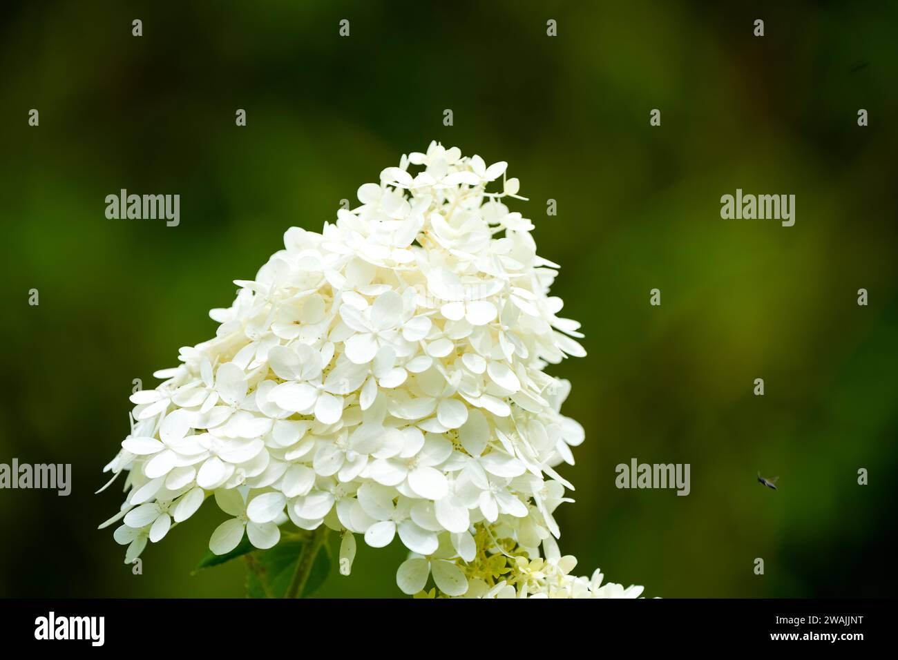Fiori di ortensia bianchi su sfondo verde scuro. Primo piano dell'impianto di fioritura. Foto Stock
