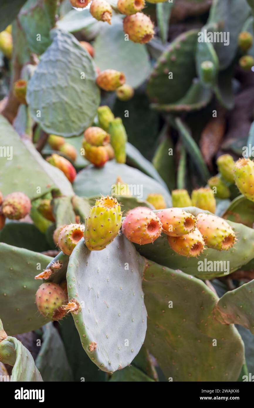 Fico d'India piante di cactus di Opuntia pagaie con cuccioli di cactus Foto Stock