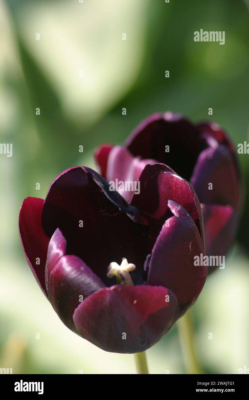 Tulipani notturni di colore viola scuro in pieno fiore con morbido sfondo bokeh Foto Stock