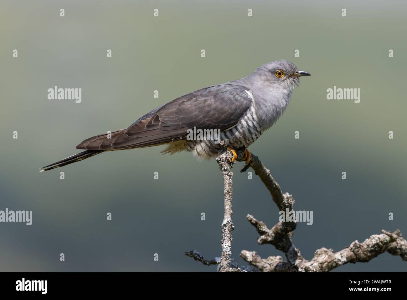 Cucù arroccato su un ramo coperto di lichene Foto Stock