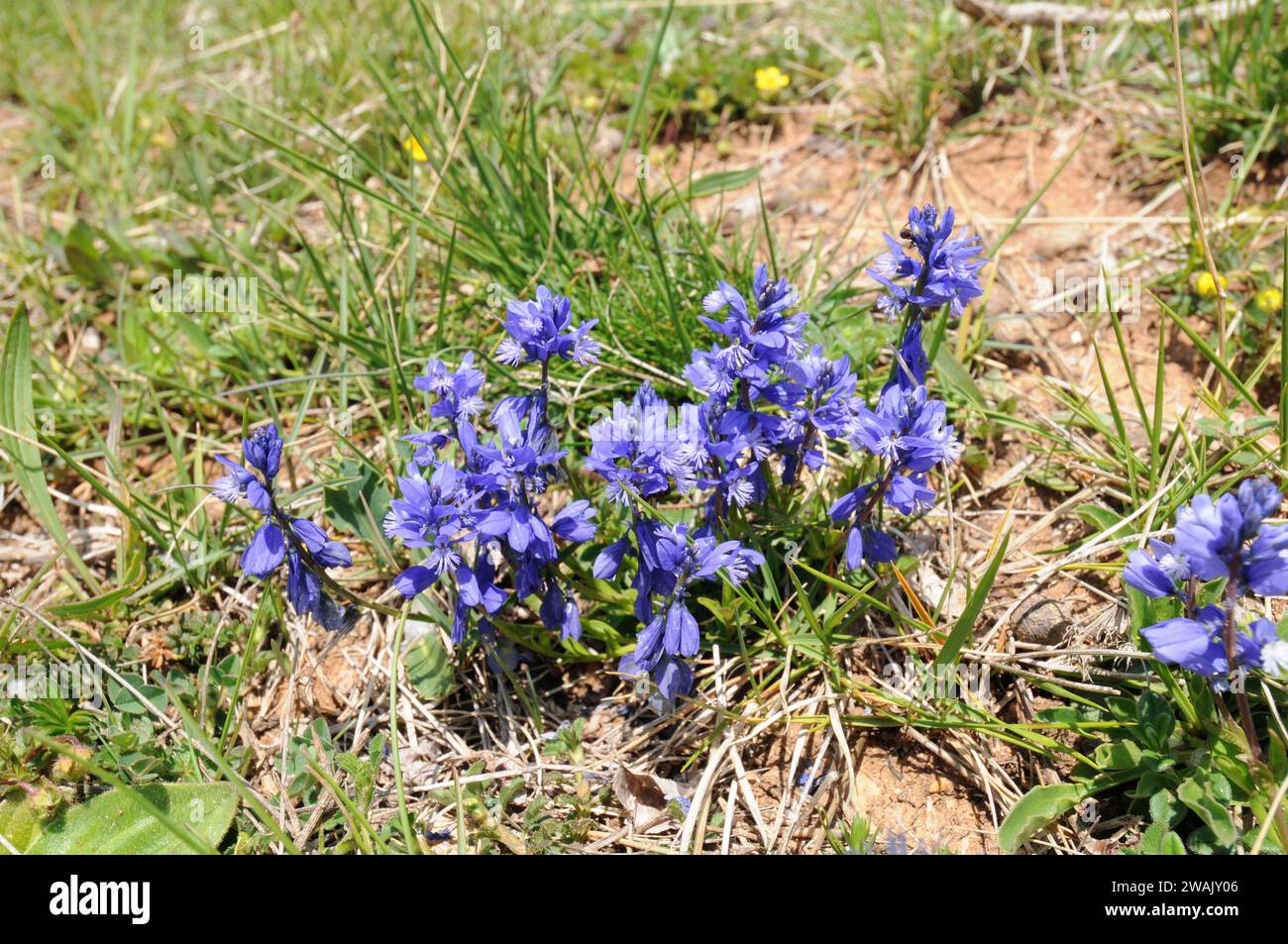 Chalk milkwort (Polygala calcarea) è un'erba perenne originaria dell'Europa occidentale. Questa foto è stata scattata a Cerdanya, provincia di Girona, Catalogna, Spagna. Foto Stock