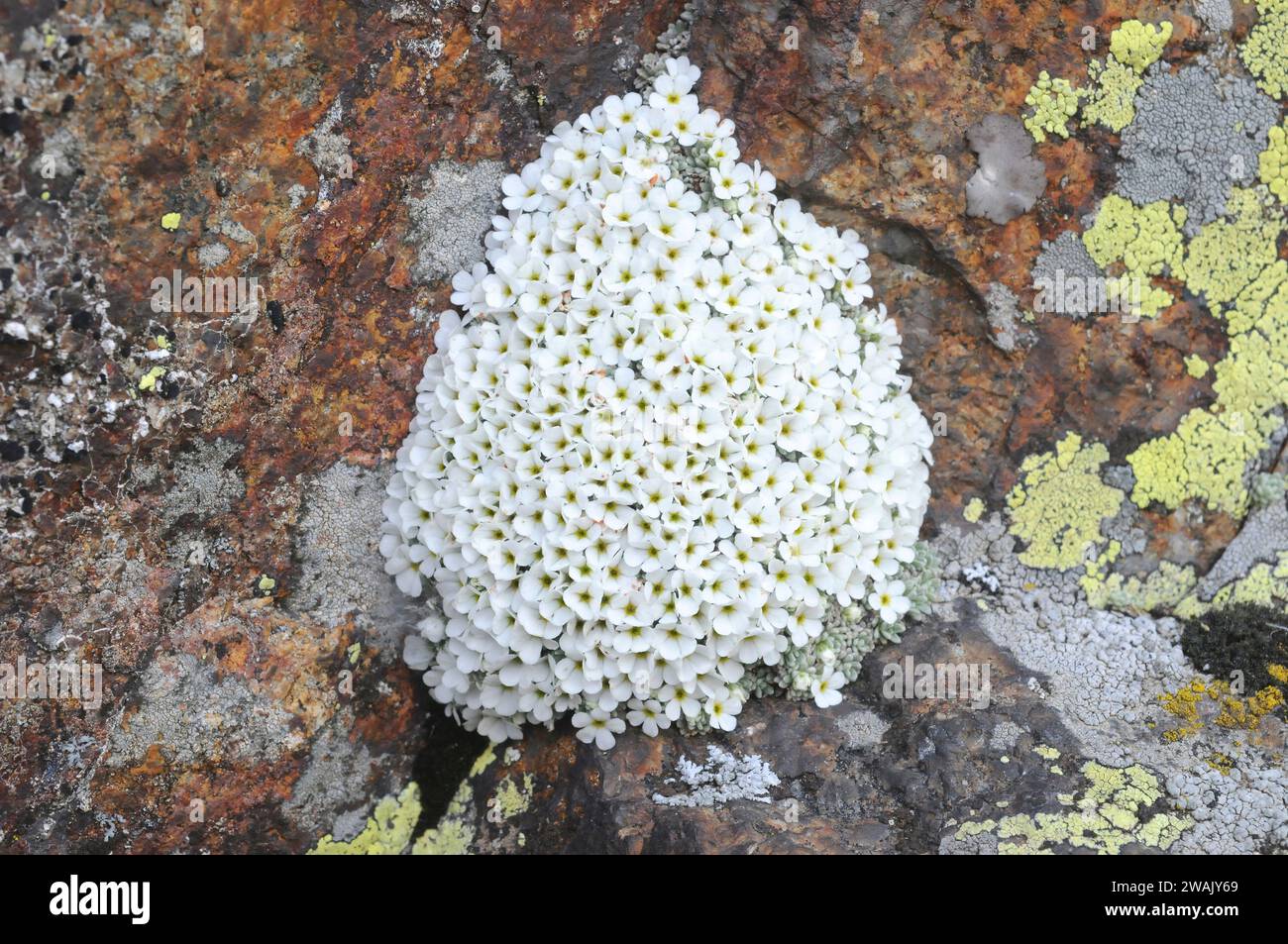 Androsace vandellii è un'erba perenne che forma cuscini originaria dei Pirenei, della Sierra Nevada, delle Alpi, degli Appennini e delle montagne dell'Atlante. Questa foto mi è stata fatta Foto Stock