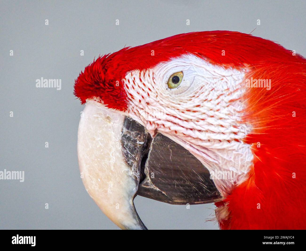 Un pappagallo rosso colorato appollaiato su un tavolo vicino a una parete grigio chiaro, guardando lontano dalla fotocamera Foto Stock