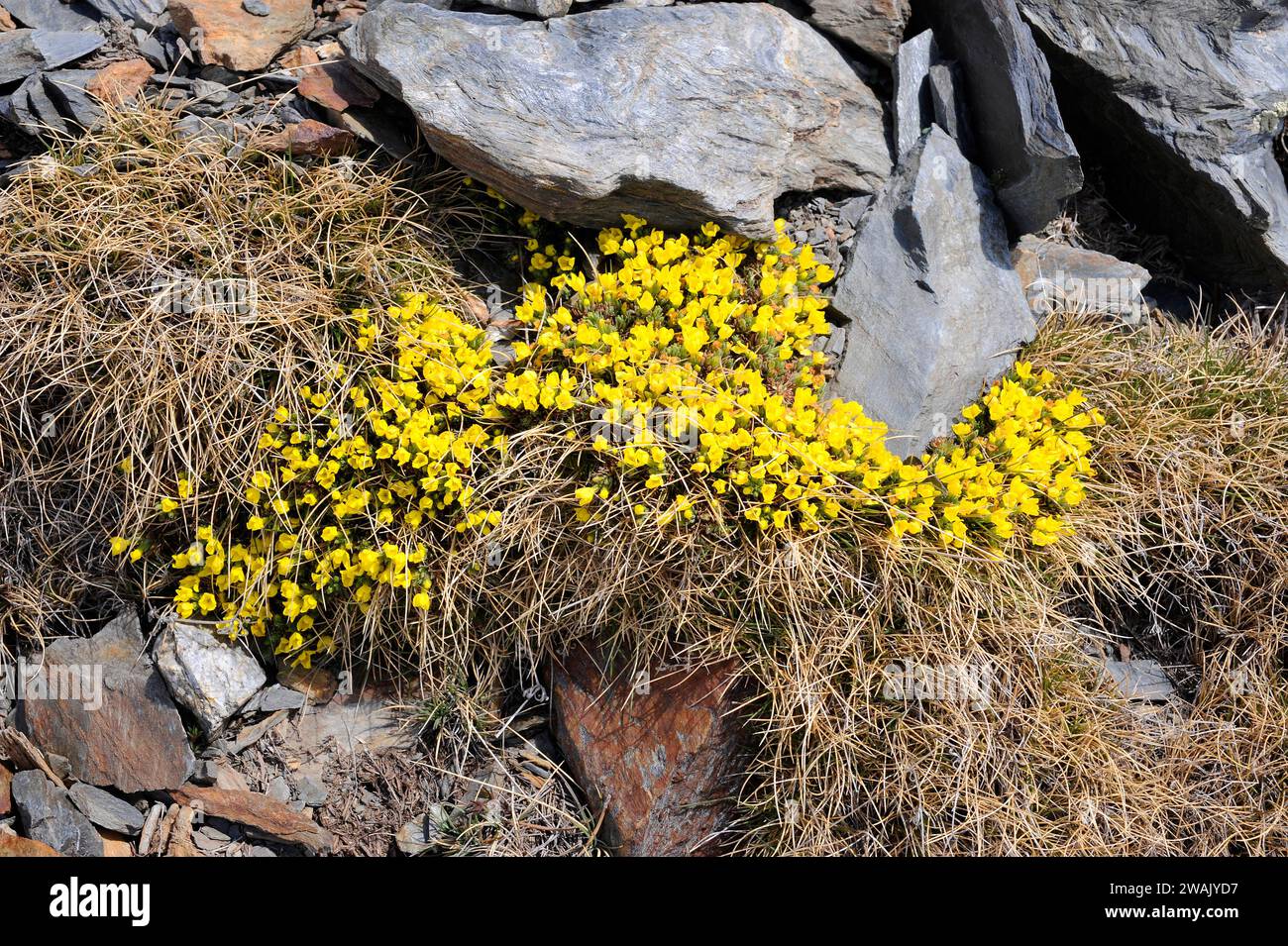 Vitaliana primuliflora è un'erba perenne originaria dei Pirenei, delle montagne Cantabriche e delle Alpi. Questa foto è stata scattata in Valle de Aran, provincia di Lleida, Foto Stock